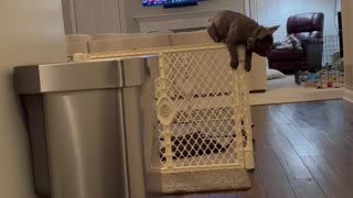French Bulldog Pup Escapes Pen