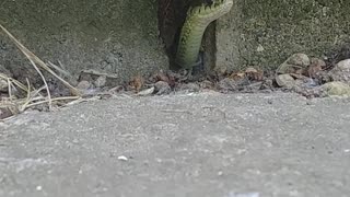 Jurassic Charm: Garter Snake Peeks Out like Mini Dino!