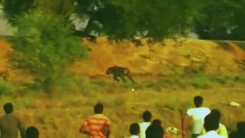 Dangerous tiger attack on human in Safari park.