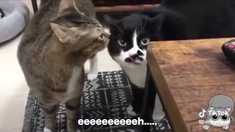 Funny cats sound like hoomans talking