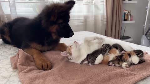 German Shepherd Puppy Meets Mom Cat with Newborn Kittens for the First Time