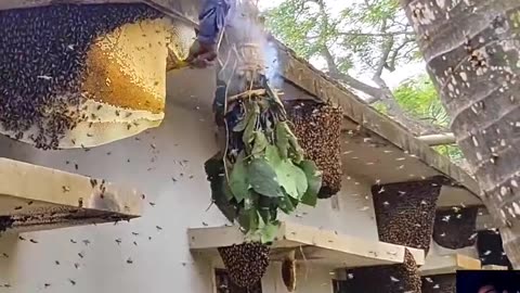 GIANTS MURDER HORNET HUGE NEST REMOVAL INSIDE HOUSE