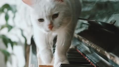 "Musical Whiskers: Playful Cats Serenading with Piano Melodies"
