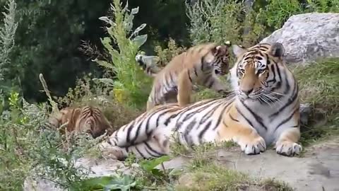 Cute Tiger Cubs Playing 🐆 Funny Tigers Playing [Funny Pets]