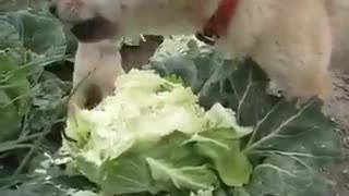 Two vegetarian dogs