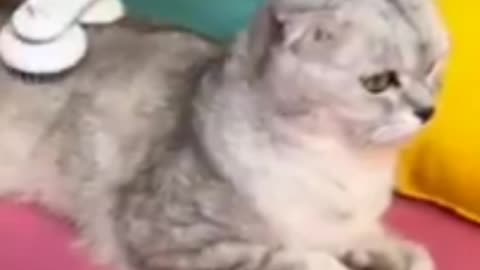 Cat Hair cut - Beautiful funny cat video -viral 2022