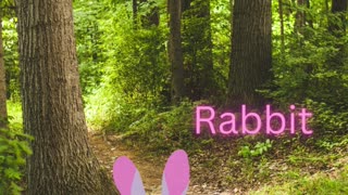 Rabbit puzzle video