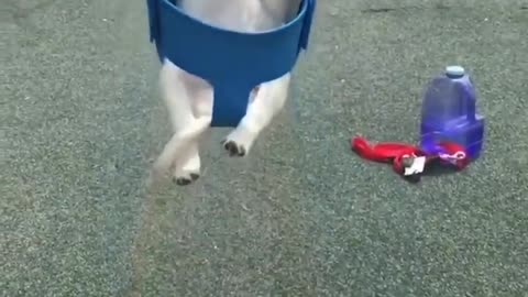 Cute and funny dog playing and laugh