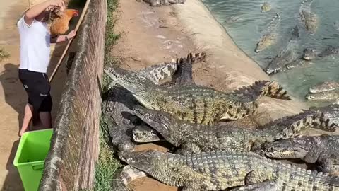 Angry farmer feeds live chicken to hungry crocodiles