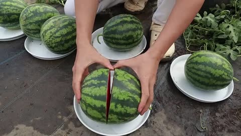 Surprise with the method of Growing watermelon on the terrace with tires