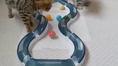 Bengal Kittens Playing With Catit Design Senses Super Roller Circuit