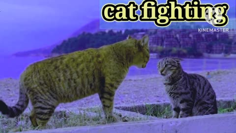 Cute cat fighting video & home