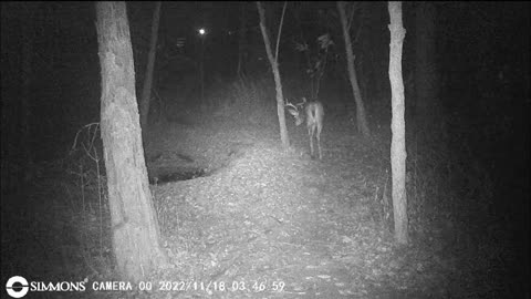 Backyard Trail Cams - 9 Point Buck