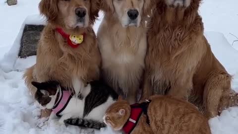 Dogs And Cats Play In Snow Funny Pets Reaction