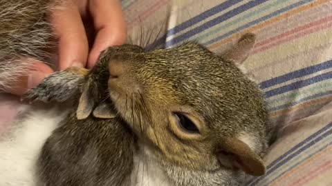 Rescue Squirrel Cuddles a Baby Rabbit