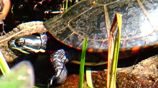 Painted Turtle