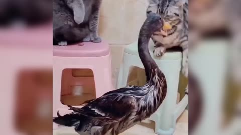 Animals funny videos 🤣