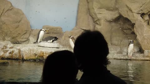 Zoo Aquarium Exhibit Penguins Fish Underwater