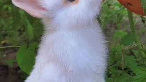 Cute funny Rabbit 🐇🐰 eating tomato 🍅🍅 moment