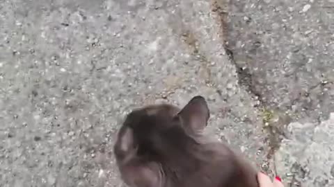 Cat couldn't let her owner go to work