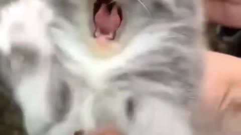 Funny cats video, so cute I love that