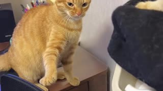 Two funny cat are hitting each other | Funny cat | Funny pet video | Funny video