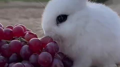 A little white rabbit I just bought today looks very cute when eating grapes