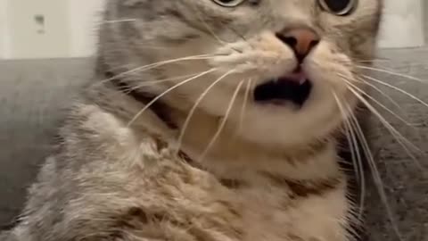 Funny and Cute Cats Videos #179