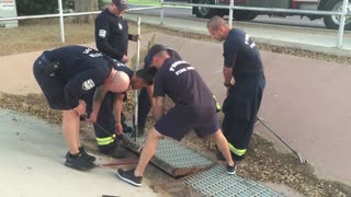 Firefighters Rescue a Flock of Ducklings