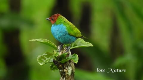 cute bird with background music