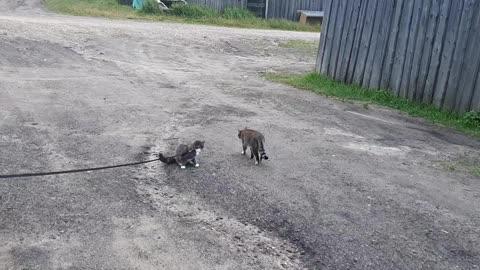 Boni's friendship with the neighbor's cat