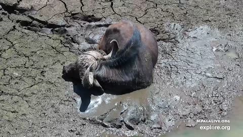 Buffalo traped in mud