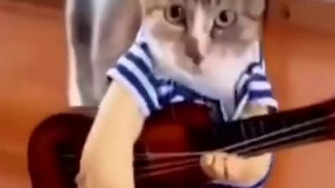 Best Funny cat video