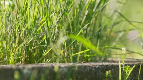 Wild Hamster Has A Graveyard Feast | Seven Worlds, One Planet