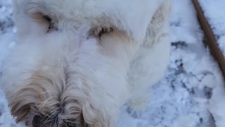 Bruce Eating SnowBall