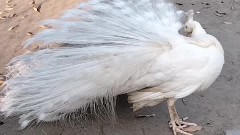 White Peacock 🦚 Video By Kingdom of Awais