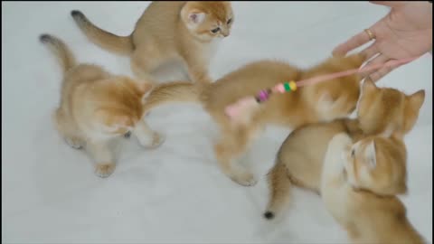 Kitties Playing
