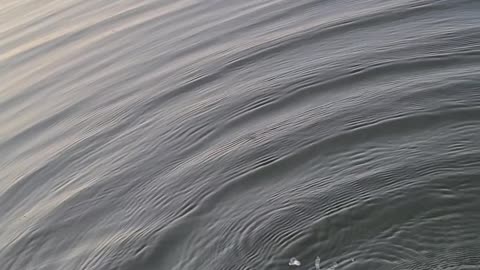 Fisherman Hand Feeds Snake from Kayak