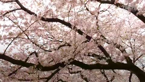 Going To A Cherry Blossom Festival In Japan