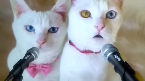 Two cats are singing very beautifully on speaker and looking very nice