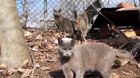 Wild Russian blue cat