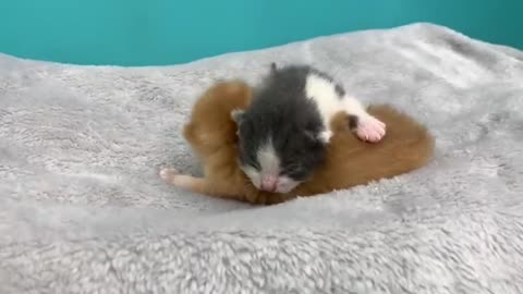 Dad cat sniffed the adopted kitten for the first time