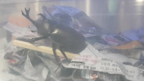 summer bugs, Japanese rhinoceros beetle