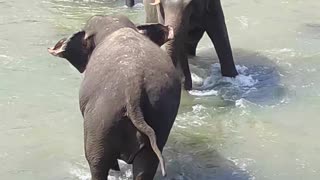 Elephants fight in the water