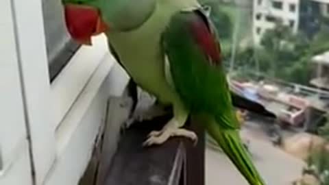 Friendly parrot calling my mom for opening window