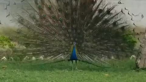 Amazing peacock dance with rain season.