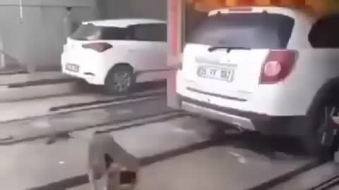 Dog Itching with car washer