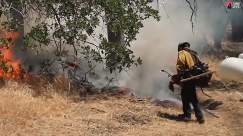 A man saved a lynx and a fawn from the fire, and now they live in his house, it must be seen