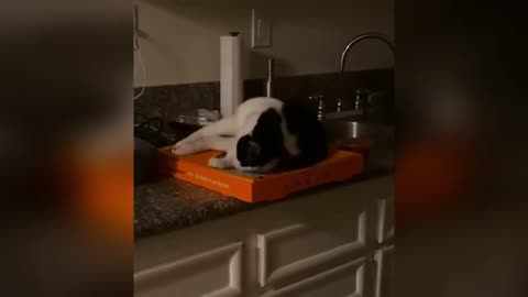 Cat Exe Has STOPPED Working!