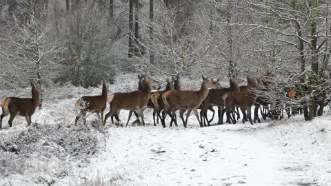 Deer flock among the snow
